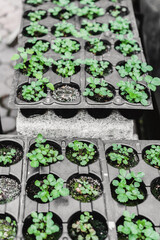 Ecology concept. The seedling are growing from the rich soil. Young plants in nursery plastic tray at vegetable farm. Close up view