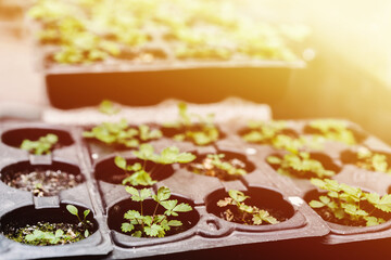 Ecology concept. The seedling are growing from the rich soil. Young plants in nursery plastic tray at vegetable farm. Close up view and copyspace with flare sunlight dor text and design