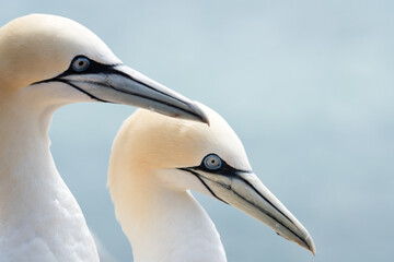 Lovely detail picture of the Northern gannets on the german Helgoland island in Nord sea