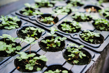 Ecology concept. The seedling are growing from the rich soil. Young plants in nursery plastic tray at vegetable farm. Close up view