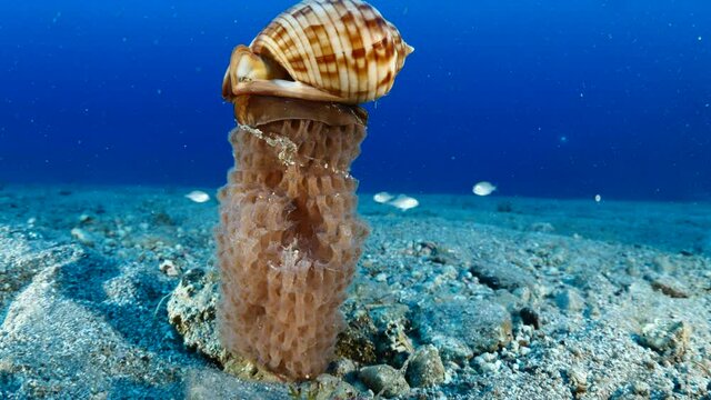 snail underwater on its eggs producing and fertilazing eggs behaviour ocean scenery of animal