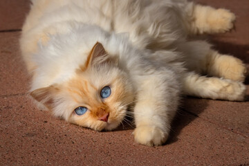 Fluffy white cat with blue eyes lying on the floor and looking cute 