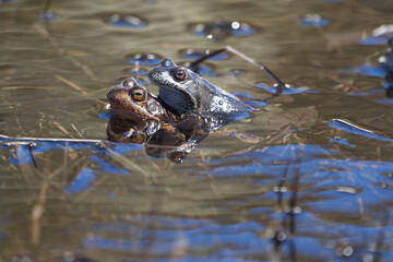 Water frog Pelophylax and Bufo Bufo in mountain lake with beautiful reflection of eyes Spring Mating