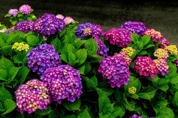 響山のアジサイ