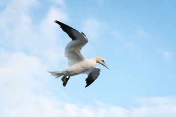 Lovely detail picture of the Northern gannets on the german Helgoland island in Nord sea