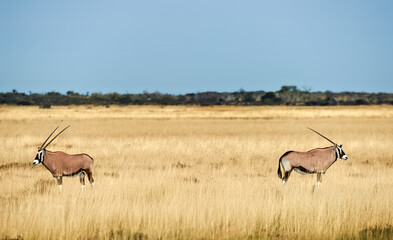 Two southern oryx (Oryx gazella) in Namibia