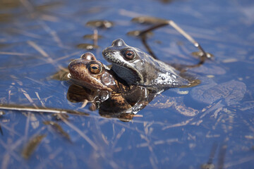 Water frog Pelophylax and Bufo Bufo in mountain lake with beautiful reflection of eyes Spring Mating