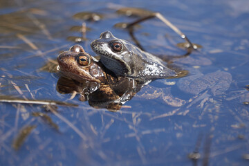 Water frog Pelophylax and Bufo Bufo in mountain lake with beautiful reflection of eyes Spring Mating