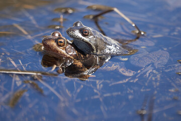 Water frog Pelophylax and Bufo Bufo in mountain lake with beautiful reflection of eyes Spring Mating