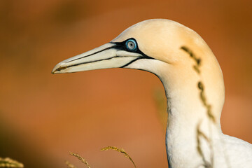Lovely detail picture of the Northern gannets on the german Helgoland island in Nord sea