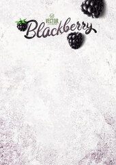 Fototapeta premium Vector realistic blackberry illustration on white stone background