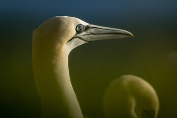 Lovely detail picture of the Northern gannets on the german Helgoland island in Nord sea