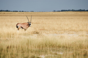 Southern oryx (Oryx gazella) in Namibia