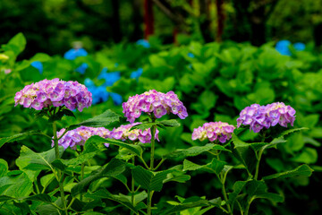響山のアジサイ
