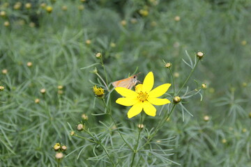 motyl zołty kwiat łaka pole lato owad