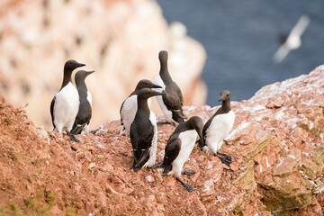 Lovely detail picture of the Northern penguin on the german Helgoland island in Nord sea