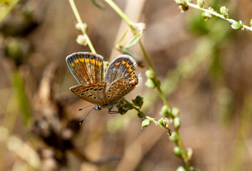 Little butterfly on a branch 