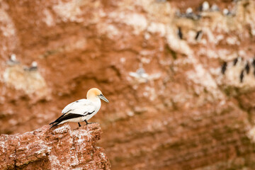 Lovely detail picture of the Northern gannets on the german Helgoland island in Nord sea