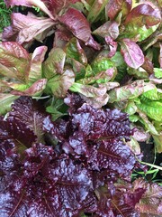 Lettuce Plants Background. View from above