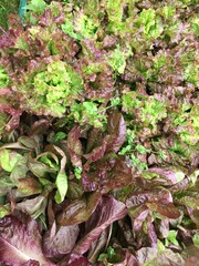 Lettuce Plants Background. View from above