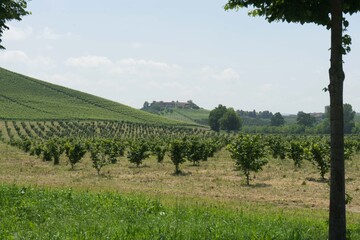 Fototapeta na wymiar Field of young hazelnuts near Alba, Piedmont - Italy