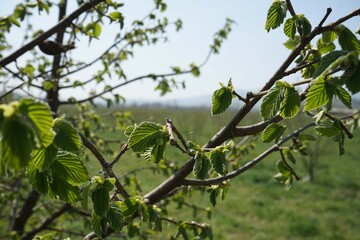 Hazelnut plant in the Langhe, Piedmont - Italy