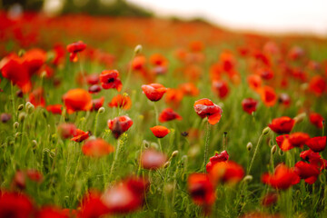 Poppy field at sunset. Poppy meadow in the beautiful light of the evening sun. 