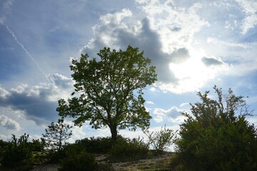 Tree in the mountains of the Verdon region, France