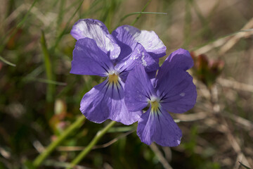 Viola calcarata Swiss switzerland mountains commonly known as long-spurred violet or mountain violet herbaceous flowering perennial plant