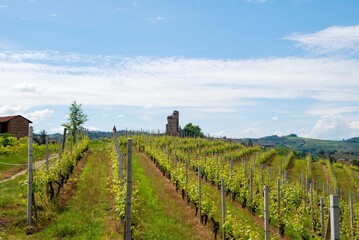 Fototapeta na wymiar Vineyards on the Langhe Hills, Piedmont - Italy