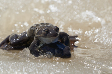  Bufo Bufo in mountain lake with beautiful reflection of eyes Spring Awakening Mating Ice