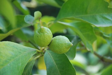 Lemons from the plant