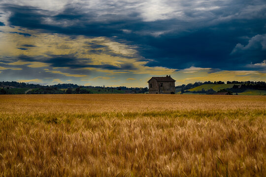 Cottage in the wheat