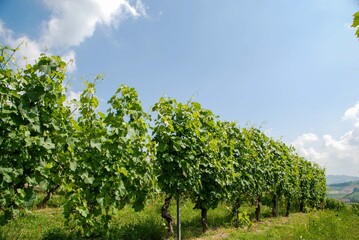 Obraz premium Vineyards of Langhe, Piedmont - Italy