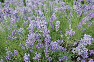 Lavender flowers in the countryside