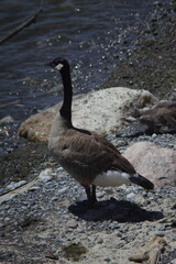 Goose