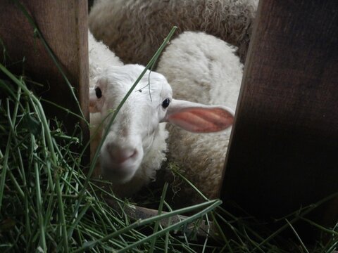 Milk sheep in a stable