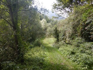 Fototapeta na wymiar Forest path in Sampeyre - Italy