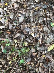 View of the soil in the woods
