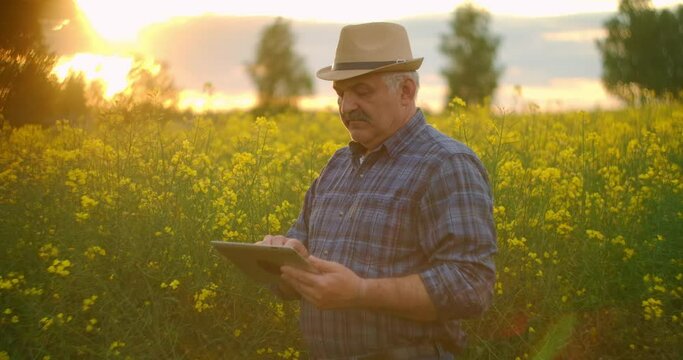 Farmer Checking Crops of Rapeseed Field with Digital Tablet Against Beautiful Yellow Rapeseed field. Farmland, blossom