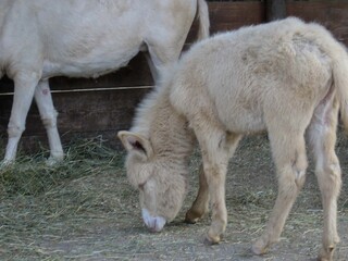 An albino donkey in a italian park