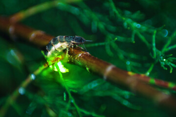 Glow-worm (Lampyris noctiluca) showing light on the grass. These beetles produce light to attract their partners, as does this female here.