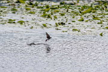 A picture of a tree swallow flying off after bathing.   Vancouver BC Canada
