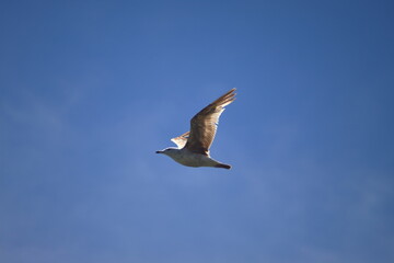 Seagull
