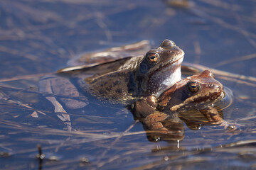 Water frog Pelophylax and Bufo Bufo in mountain lake with beautiful reflection of eyes Spring Mating