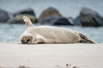 Naklejka premium The harbor seal (Phoca vitulina) in Helgoland, Germany