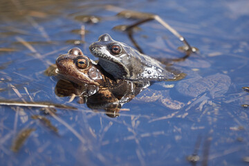 Water frog Pelophylax and Bufo Bufo in mountain lake with beautiful reflection of eyes Spring Mating