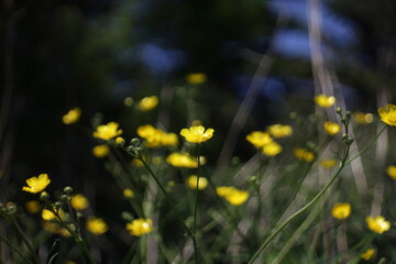 yellow flower