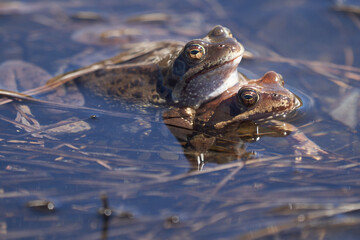 Water frog Pelophylax and Bufo Bufo in mountain lake with beautiful reflection of eyes Spring Mating