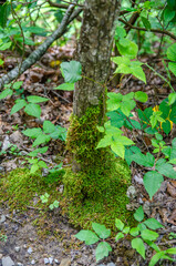 mossy tree trunk in cloudland canyon state park, georgia, usa